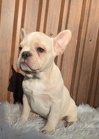 Bulldog francese merle tan