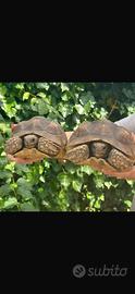 Geochelone Sulcata con cites