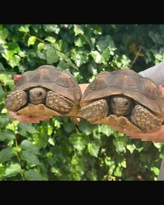 Geochelone Sulcata con cites