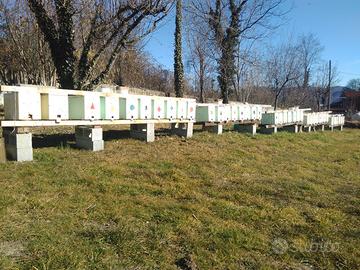 Nuclei di api carniche 2025