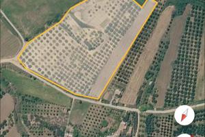 Terreno mokarta salemi 3,40 Ett 300 piante uliveto