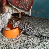 Gattini razza pura Bengala pedigree