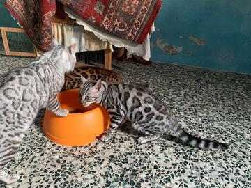 Gattini razza pura Bengala pedigree