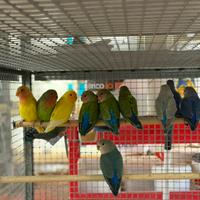 Inseparabili