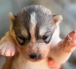 Cuccioli siberian husky