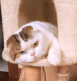 Accoppiamento scottish fold maschio