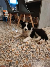 Cuccioli maschi border collie Super Puppy Star