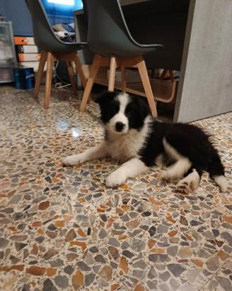 Cuccioli maschi border collie Super Puppy Star