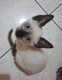 Gattina mix don sphynx/ bambino sphynx