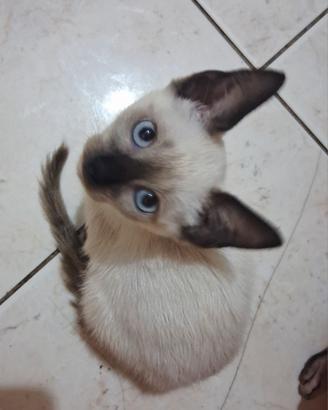 Gattina mix don sphynx/ bambino sphynx