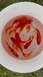 Pesci rossi acquario laghetto