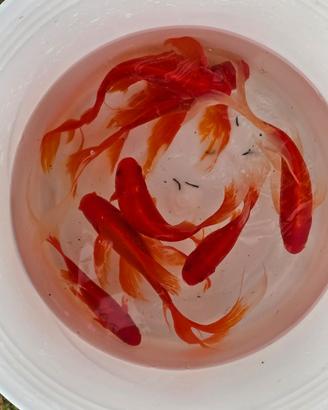 Pesci rossi acquario laghetto