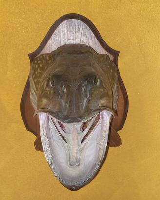 Pike Luccio 