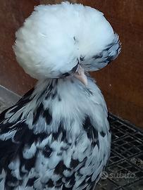 Galline ornamentali olandesi ciuffate nane