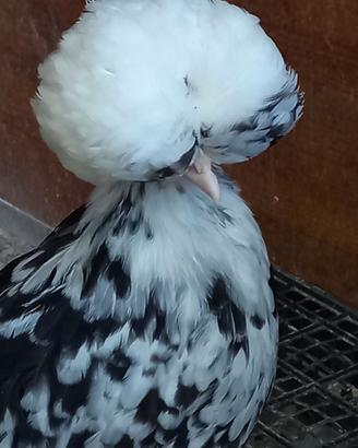 Galline ornamentali olandesi ciuffate nane