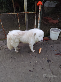 Cuccioli pastore maremmano abruzzese
