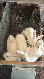 Conigli Nuova Zelanda originali