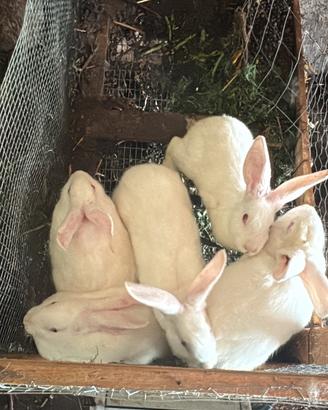 Conigli Nuova Zelanda originali