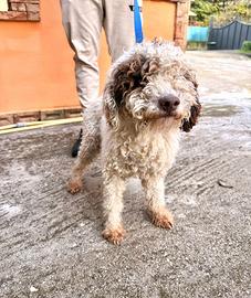 Lagotto romagnolo