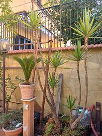 pianta della felicita