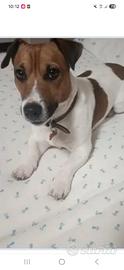 Jack russell con pedigree