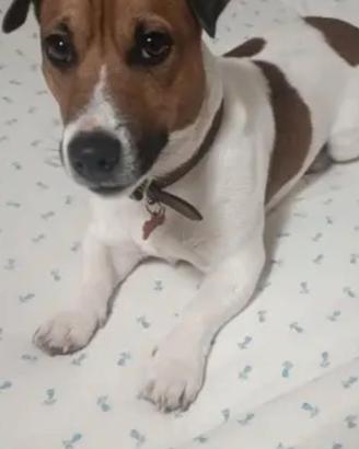 Jack russell con pedigree