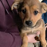 Cagnolini maschi media taglia