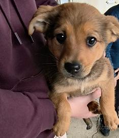 Cagnolini maschi media taglia