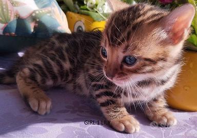 Cuccioli Gatto Bengala con consegna