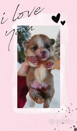 Welsh Corgi Pembroke