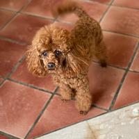 Barboncino Toy Red X Accoppiamento/Monte