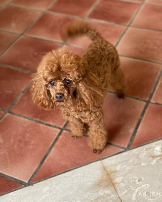 Barboncino Toy Red X Accoppiamento/Monte