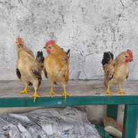 Galline ornamentali serama