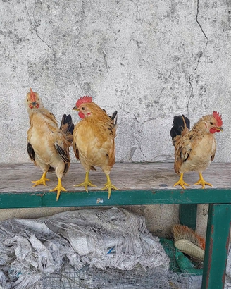 Galline ornamentali serama