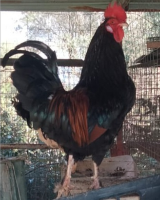 Galline