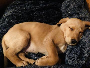 Cuccioli di mix labrador