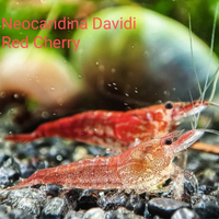 Red Cherry e Red Rili