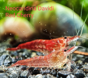 Red Cherry e Red Rili