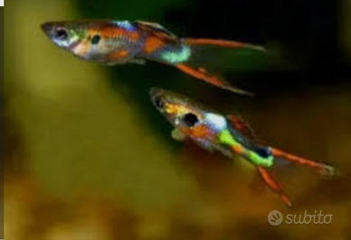 Disponibili guppy endler