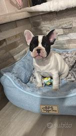 Bulldog francese