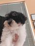 bichon-havanese