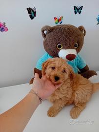 Maltipoo