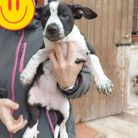 DAKA cucciola di 3 mesi aspetta solo TE