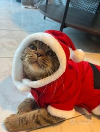 Gatto scottish x monta