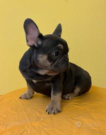 cuccioli di bulldog francese esotici 