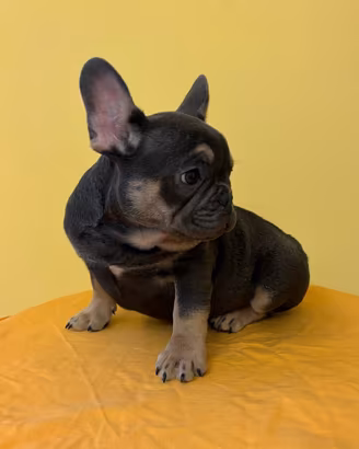cuccioli di bulldog francese esotici 