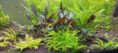 Piante acquario