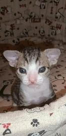 Femminuccia DON SPHYNX