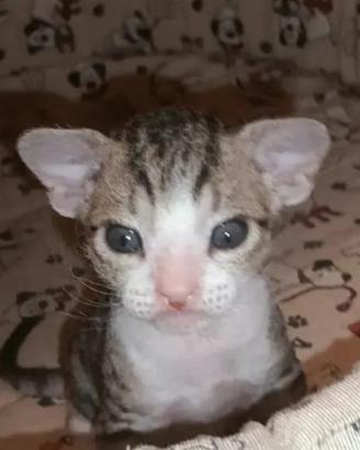 Femminuccia DON SPHYNX