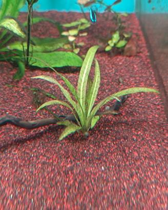 Piante e Lumache acquario 